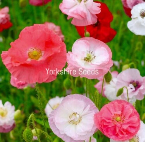 4000x Papaver Poppy Indian Double Shirley Mix Colour Seeds - Flower