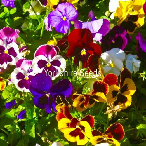 60x Pansy Swiss Can Can Viola Frilled Seeds - Flower