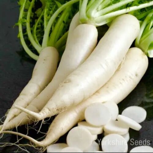 Radish Mooli Minowase 1500x Seeds - Vegetable