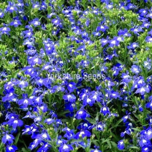 Blue Sapphire Trailing Lobelia Hanging Basket - 200x Seeds - Flowers