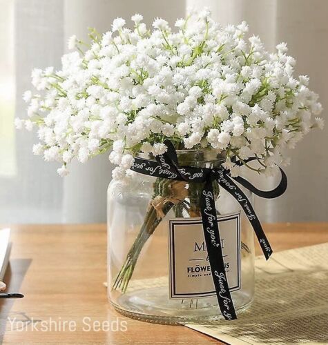 500x Baby's Breath White Covent Garden Seeds - Flowers