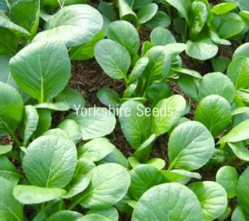 510x Organic Mustard Komatsuna Tendergreen Leaf Seeds - Vegetable