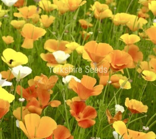 2500x California Poppy Single Mix Seeds - Flower