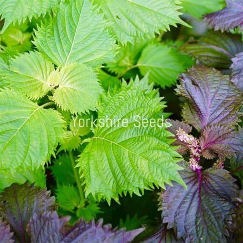 Perilla Shiso Green & Red - 500x Seeds - Herb