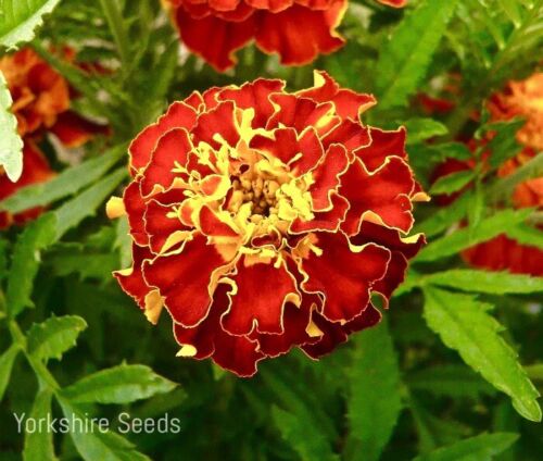 French Marigold Double Brocade Red - 360x seeds - Flower