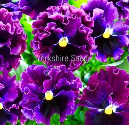 40x Pansy Frizzle Sizzle F1 Winter Burgundy Seeds - Flower