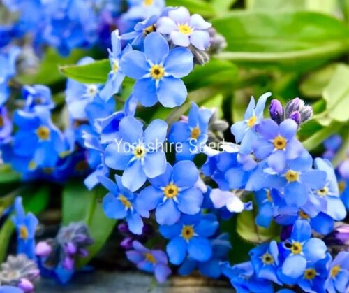 Blue Mini Forget Me Not Hanging Basket Flower - 150x Seeds