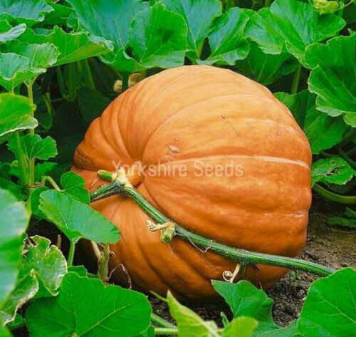 15x Pumpkin Dills Giant Atlantic World Record Seeds