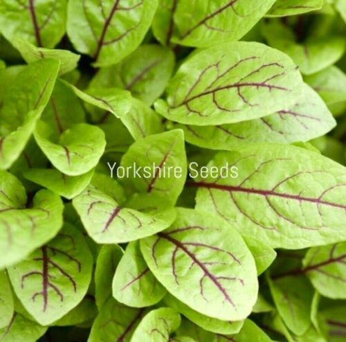 1100x Sorrel Red Veined Seeds - Finest Seeds - Herb
