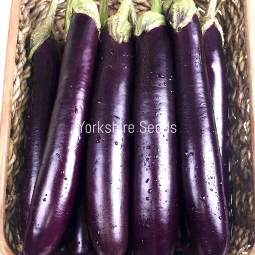 300x Organic Aubergine Long Purple Seeds - Vegetable