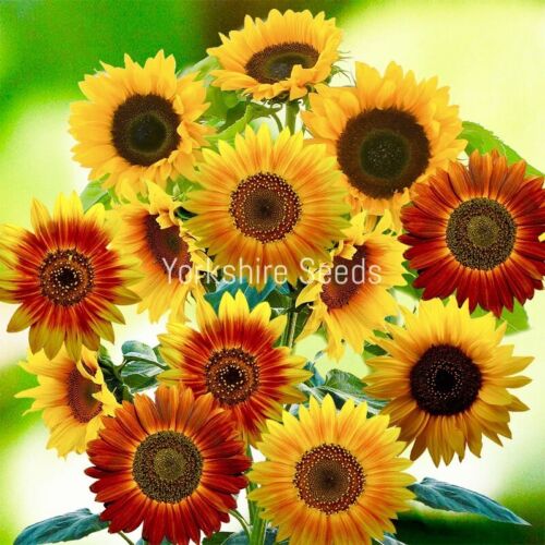 Sunflower Autumn Beauty - 90x Seeds - Flower