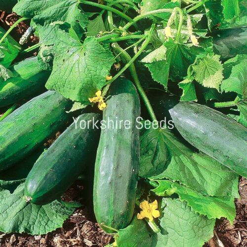 Salad Cucumber Bush - 30x Seeds - Grow In Baskets & Small Spaces - Vegetable
