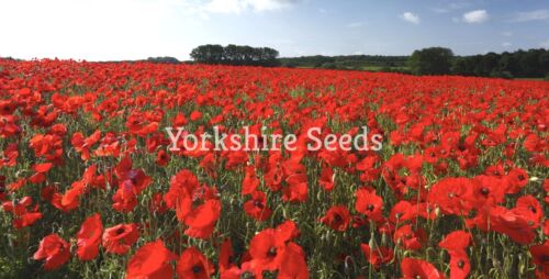 Red Poppy Corn Poppy  7000 Seeds Papaver Flanders- Free Delivery