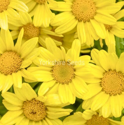 50x Marguerite Yellow Daisy Seeds - Anthemis Tinctoria - Perennial Flower
