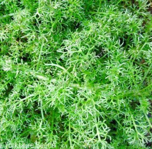 300x Lawn Chamomile Anthemis Nobilis Perennial Seeds - Herb