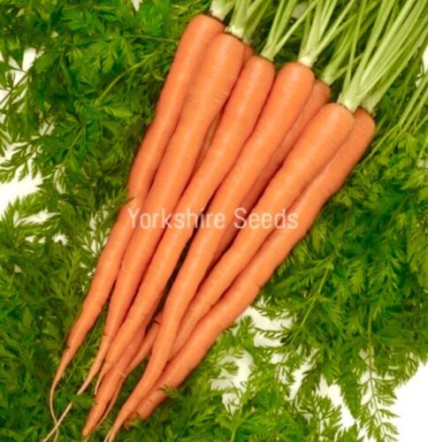1000x Baby Carrot Sugarsnax 54 F1 Seeds - Finest - Vegetable