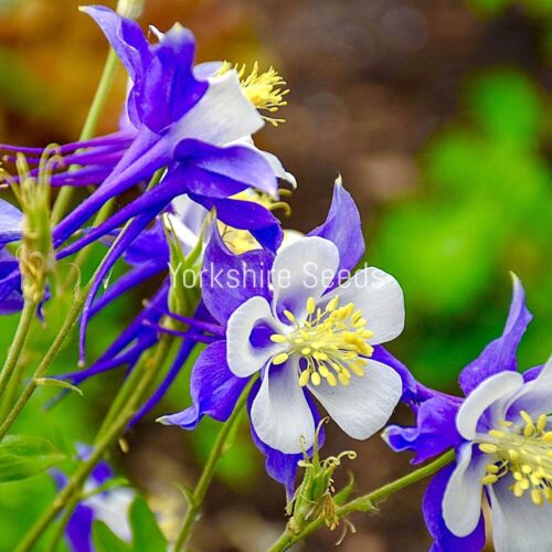 100x Blue Star Aquilegia Caerulea Columbine Seeds - Perennial - Flower
