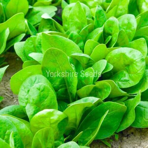Spinach Greta F1 - 300x seeds - Vegetable