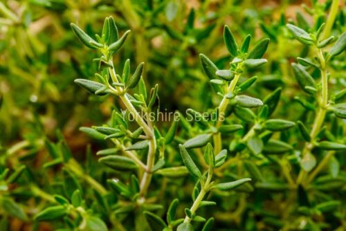 Thyme Seeds - Herb - 350 Seeds - Finest