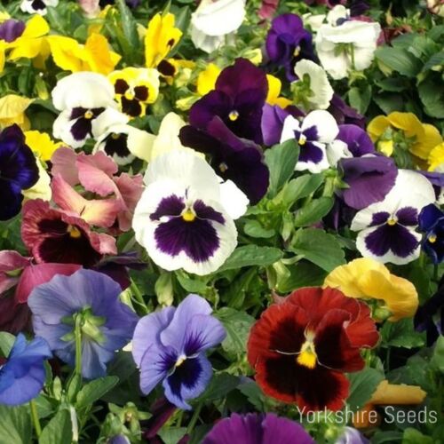 Pansy Swiss Giant Mixed Seeds 100x Flowers Baskets Seeds