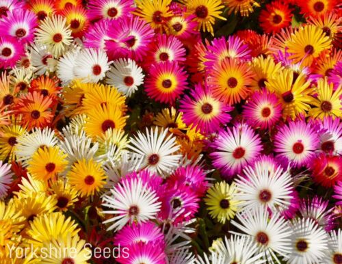 500x Mixed Livingstone Daisy Ice Plant Colour Flower Seeds