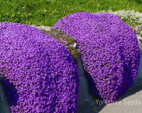 Herb Thyme - Purple Creeping - 900 Seeds - Premium Finest Seeds