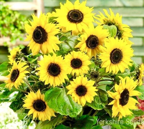 Bambino Sunflower Dwarf Tall Growing Seeds - 30x Seeds - Flower