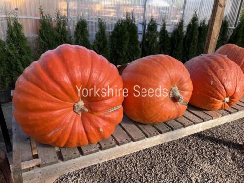 Super Max Pumpkin Trailing - 10x Seeds - Grows 45Kg
