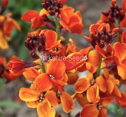 1200x Wallflower Fire Seeds - Flower - Finest Seeds