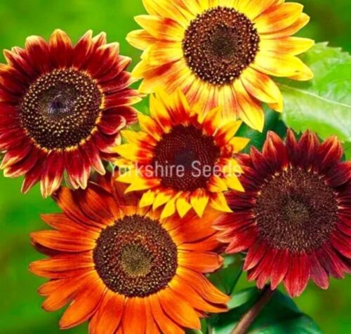 Pastel Coloured Giant Sunflower Colourful - 50x Seeds - Flowers