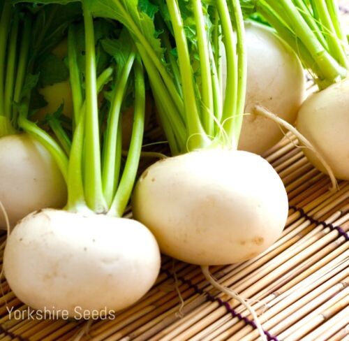 Turnip Snowball - 1000x Seeds - Vegetable