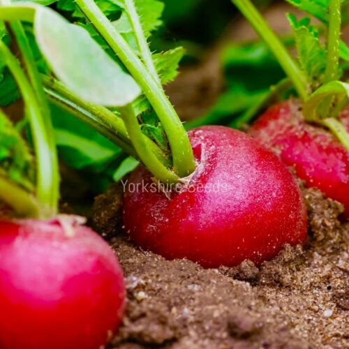 Vegetable Radish Crimson Giant 1300x seeds
