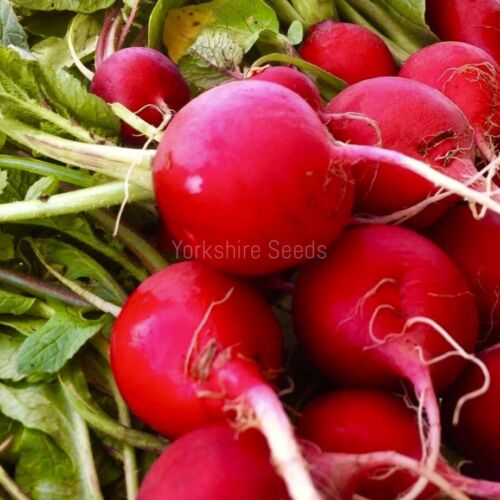 Vegetable Radish Crimson Giant 1300x seeds